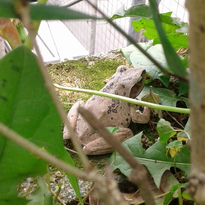 再問青蛙的種類。