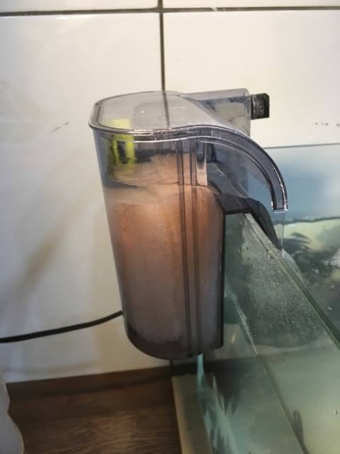 水族 新手養魚:才剛換完水不到半天就變白濁!!