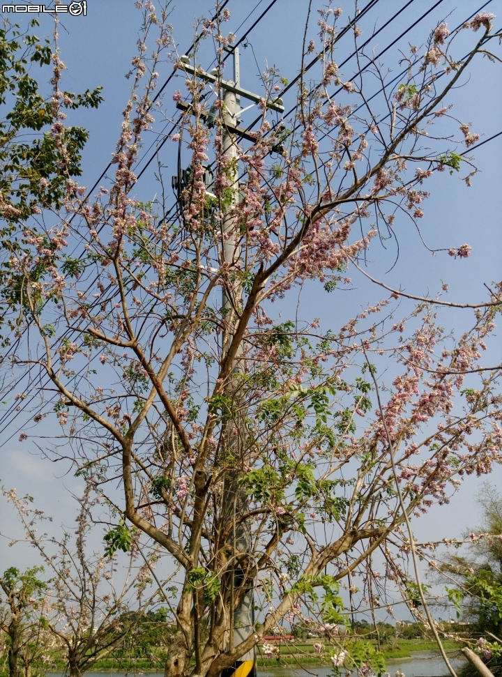 台南市將軍埤櫻花道 4月3號