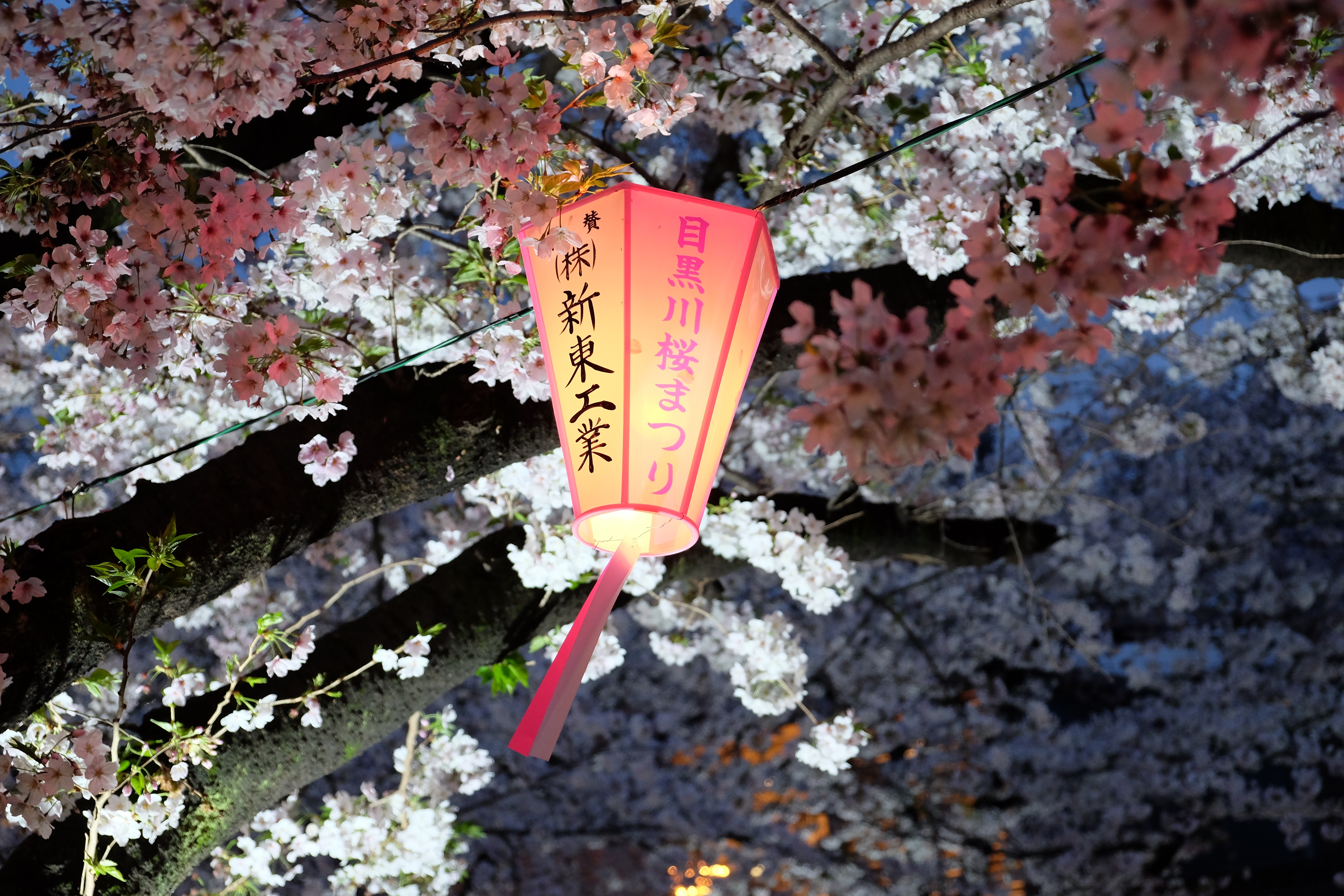 FUJIFILM X-T1+XF18-55  河口湖東京自助七日賞櫻之旅