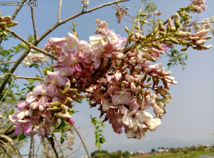 台南市將軍埤櫻花道 4月3號