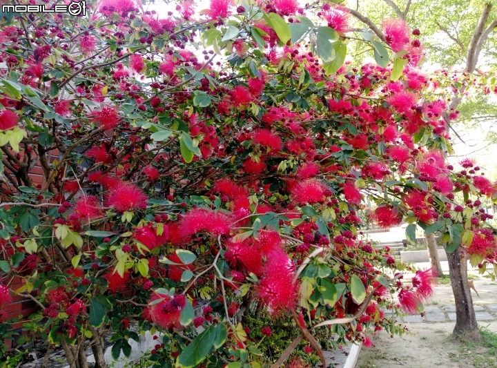 台南市歸仁區運動公園粉撲花4月22號