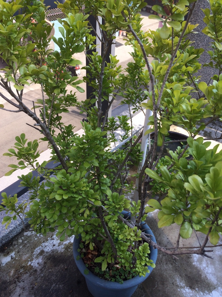 請問植物名及生病植物處理