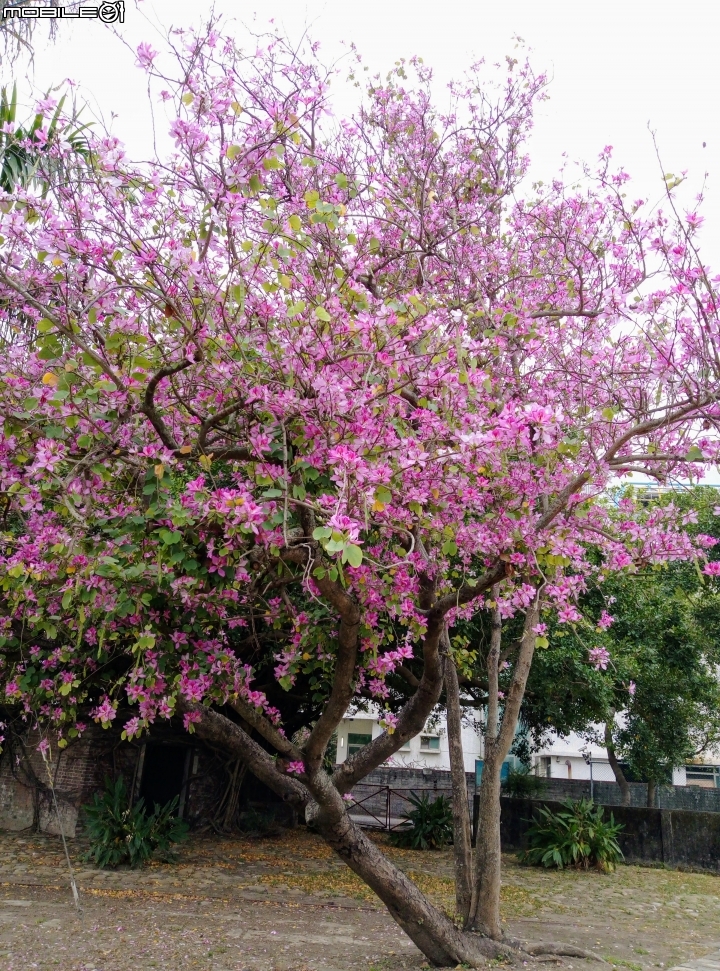 台南市佳里區蕭壠文化園區 2017近未來的交陪 4月9號
