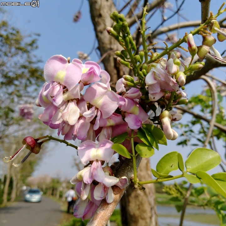 台南市將軍埤櫻花道 4月3號