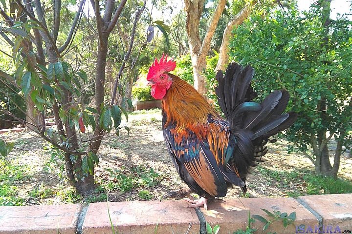 紅米NOTE4X 開箱☆