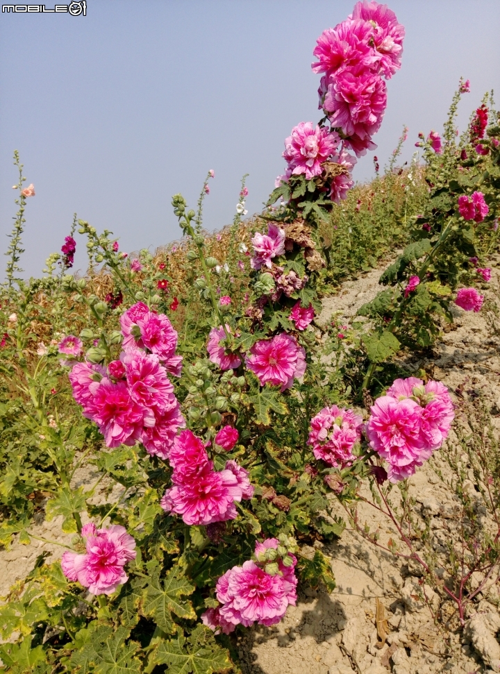 台南市台灣詩路 4月2號 木棉花 蜀葵花 菊花 向日葵