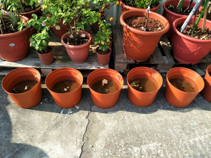 種植睡蓮