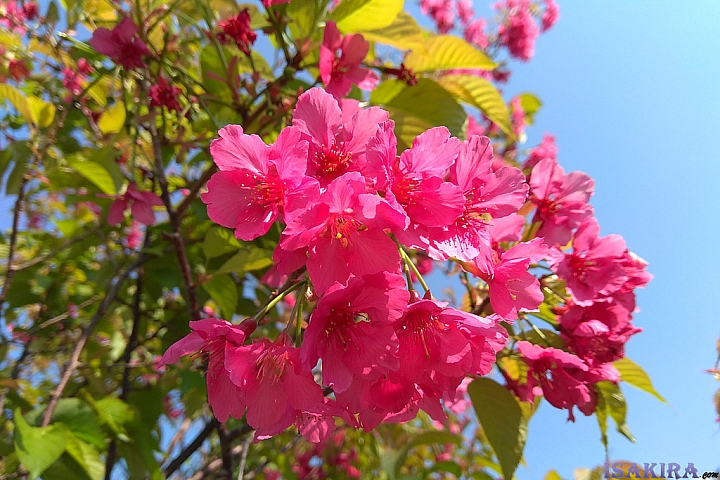 紅米NOTE4X 開箱☆