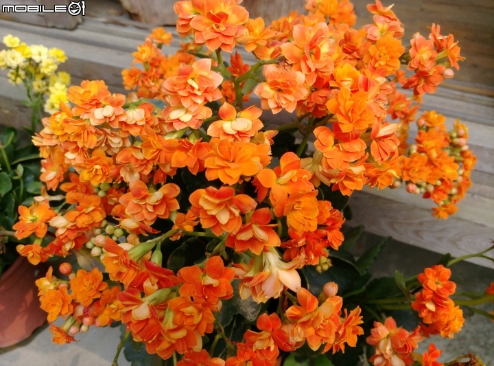 嘉義市北門驛+檜意森活村4月15號