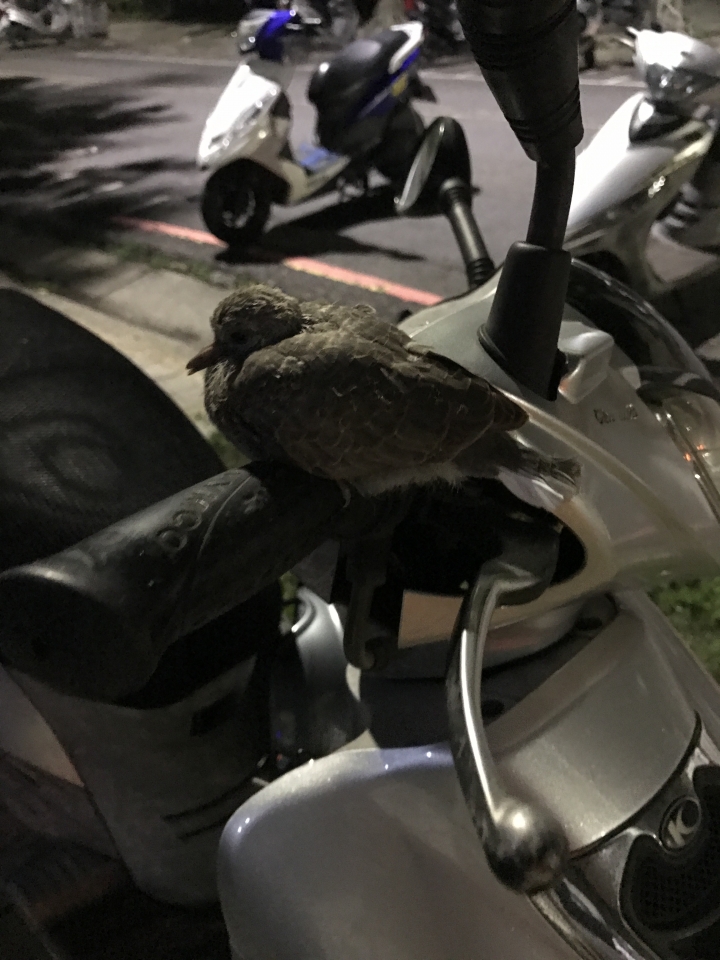 請問有人知道這是什麼鳥嗎？