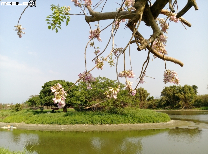 台南市將軍埤櫻花道 4月3號