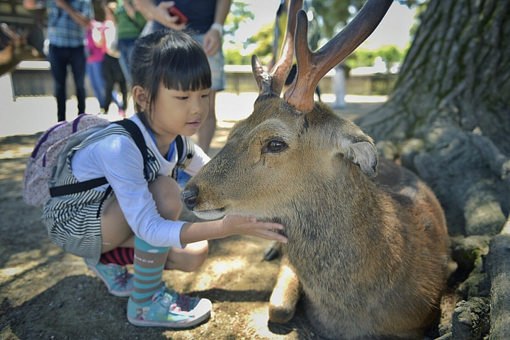 分享 大阪神戶京都奈良之旅與自助婚紗