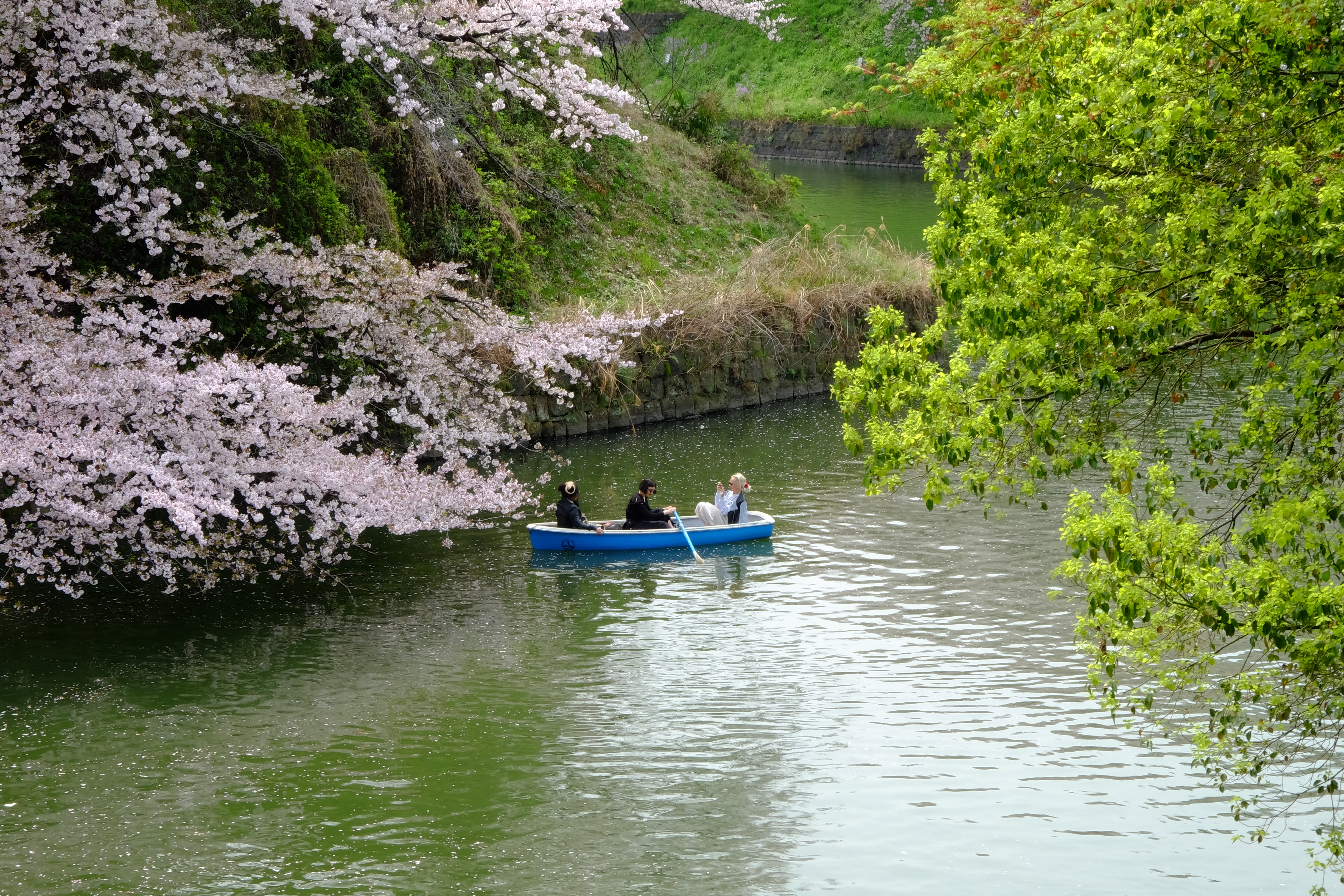 FUJIFILM X-T1+XF18-55  河口湖東京自助七日賞櫻之旅