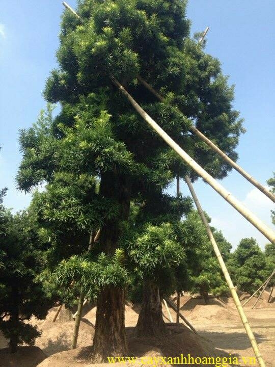 請問一種樹的名稱