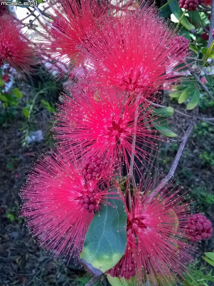 台南市歸仁區運動公園粉撲花4月22號
