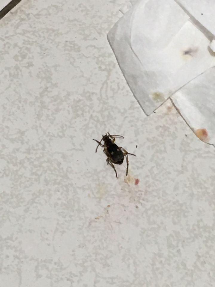 請問這是什麼蟲類