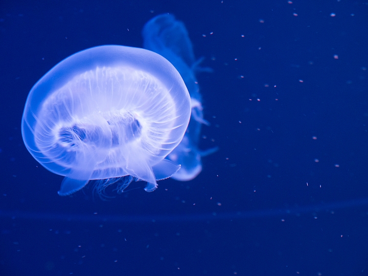 京都溜小孩 [梅小路水族館、鐵道博物館] 圖多喔！