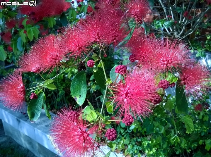 台南市歸仁區運動公園粉撲花4月22號