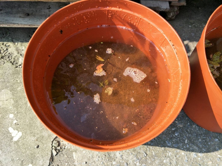 種植睡蓮