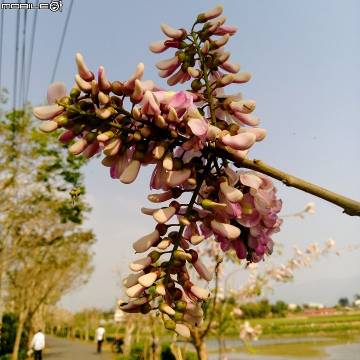 台南市將軍埤櫻花道 4月3號