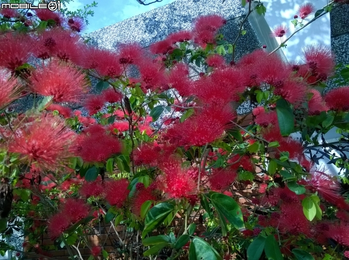 台南市歸仁區運動公園粉撲花4月22號