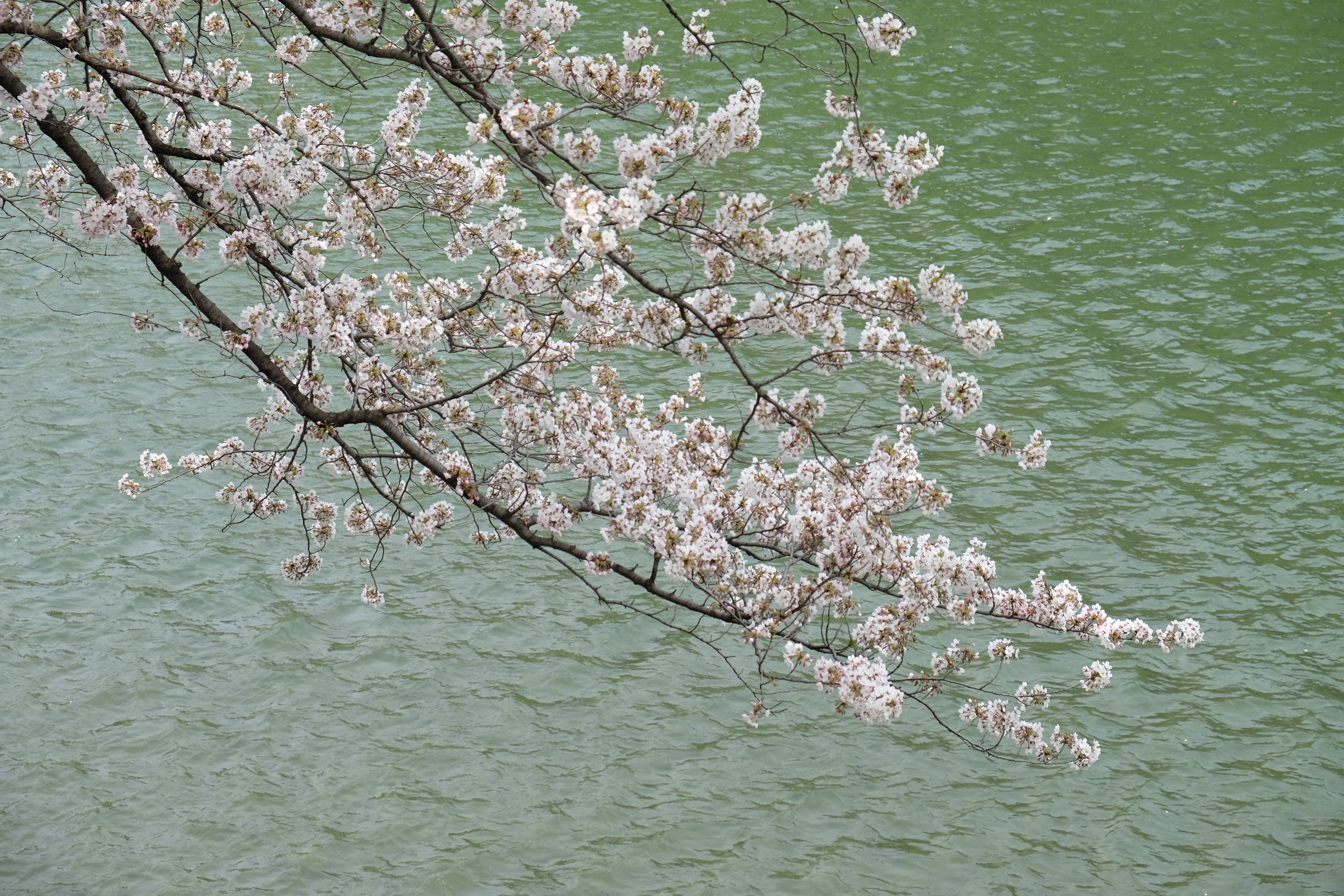 FUJIFILM X-T1+XF18-55  河口湖東京自助七日賞櫻之旅