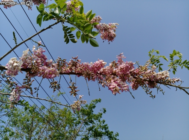 台南市將軍埤櫻花道 4月3號