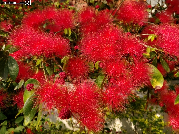 台南市歸仁區運動公園粉撲花4月22號