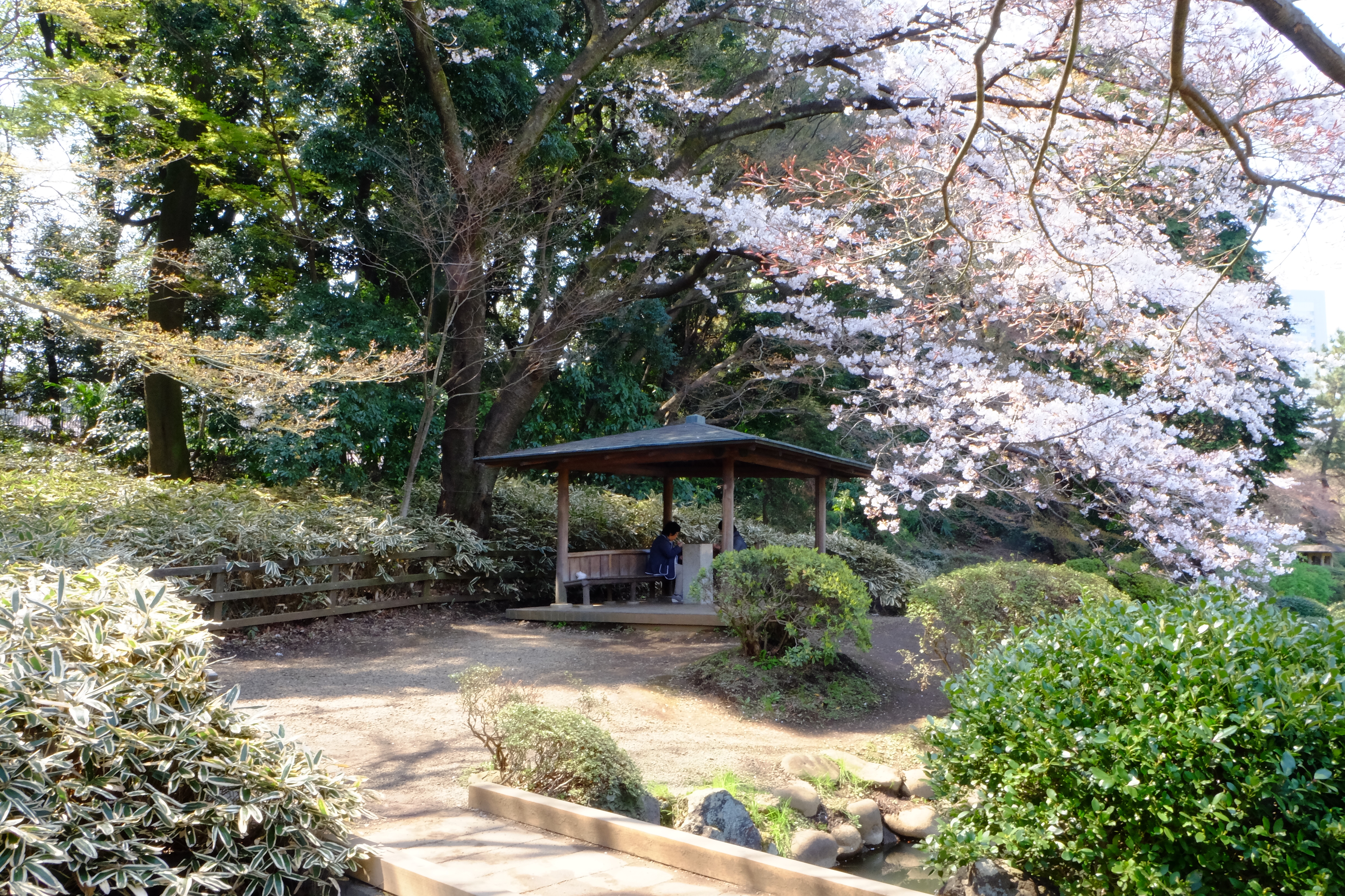 FUJIFILM X-T1+XF18-55  河口湖東京自助七日賞櫻之旅