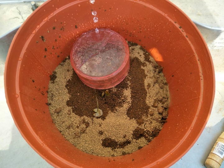 種植睡蓮