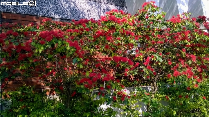 台南市歸仁區運動公園粉撲花4月22號
