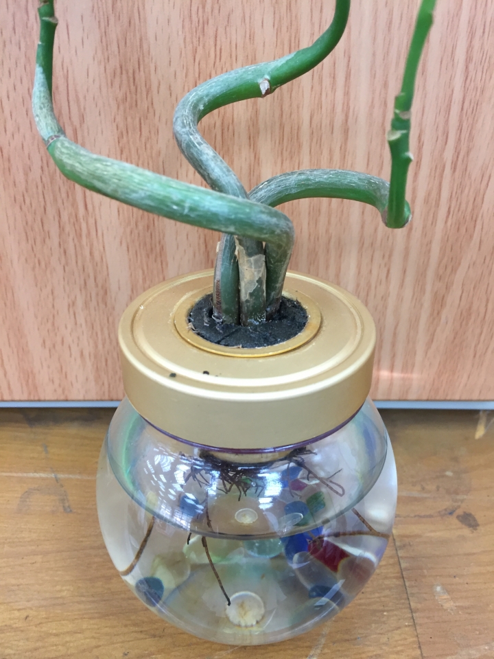 請問我的植物怎麼了，拜託大家救我~~~