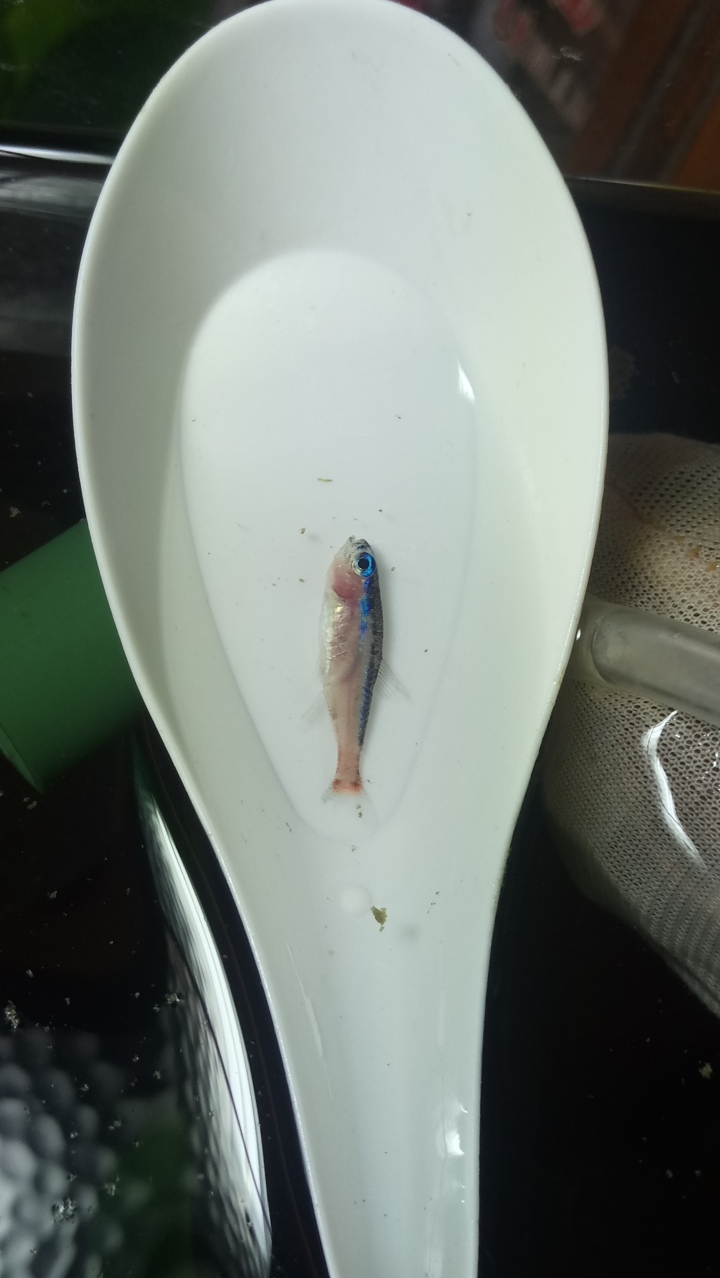 請問各位大大這是什麼病 （紅蓮燈）