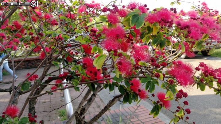 台南市歸仁區運動公園粉撲花4月22號