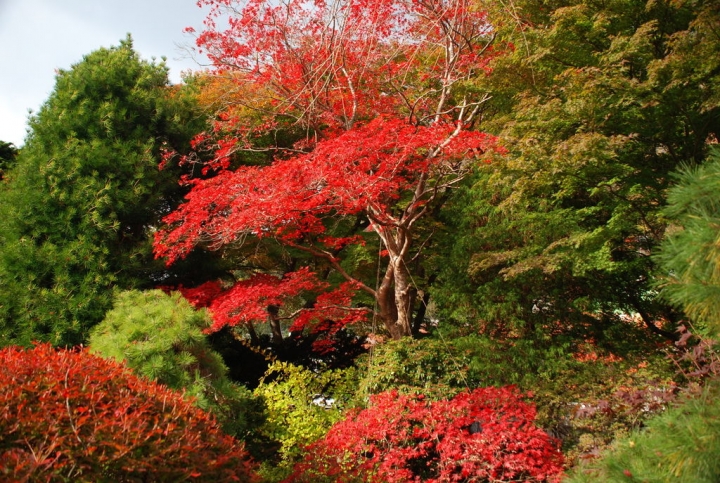 ＜日本＞2009日本賞楓～上野、山寺