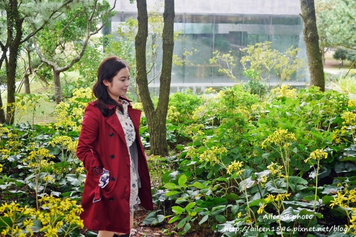 [濟州島] 『哦！雪綠茶博物館O'sulloc』好好拍、好好買,李敏鎬、潤娥拍攝innisfree廣告地點