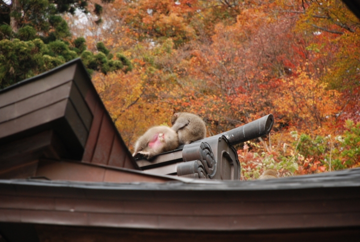 ＜日本＞2009日本賞楓～上野、山寺