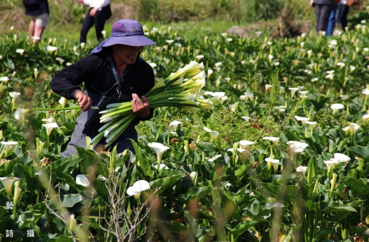 竹子湖馬蹄蓮.海芋季2017@台北陽明山.藝人詩攝