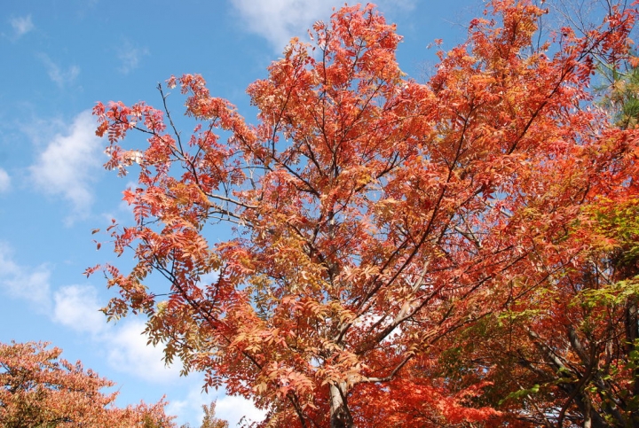 <日本>2009日本賞楓~面白山高原、霞城公園及仙台