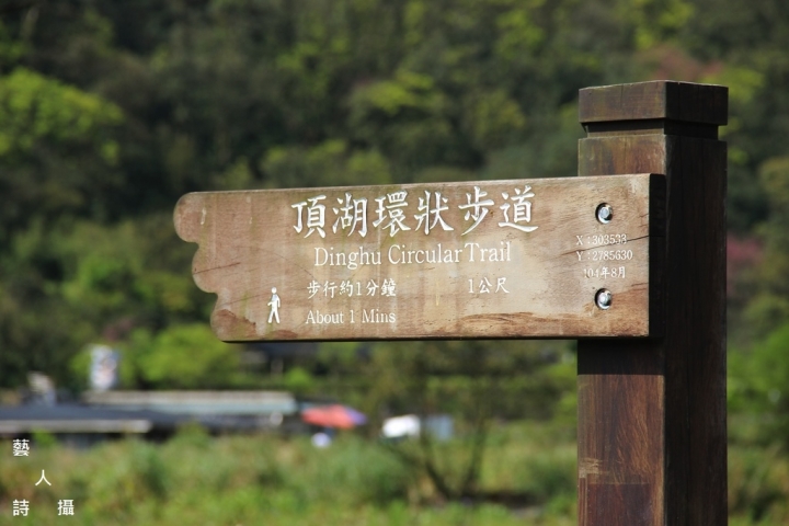 竹子湖馬蹄蓮.海芋季2017@台北陽明山.藝人詩攝