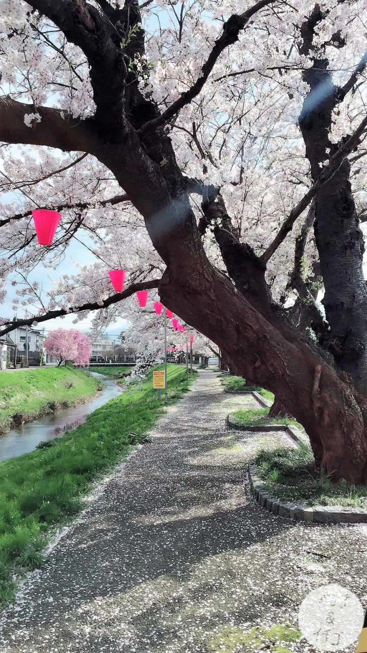 「新潟景點」--日本三大夜櫻之一:高田公園