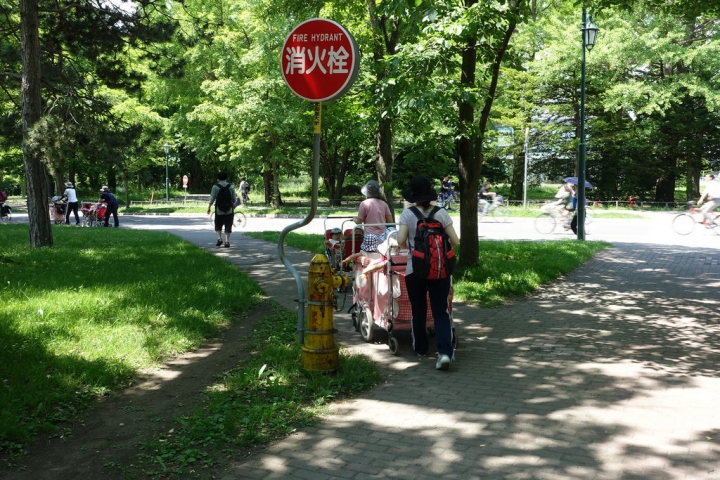 【2016北海道親子行】札幌市區景點。漫步在夏日綠意盎然的北海道大學校園