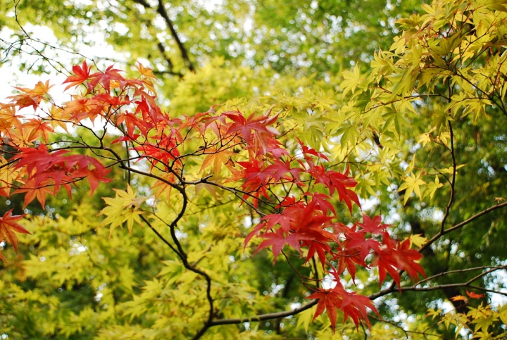 <日本>2009日本賞楓~自由之丘、花園稻荷神社、上野公園、兩國