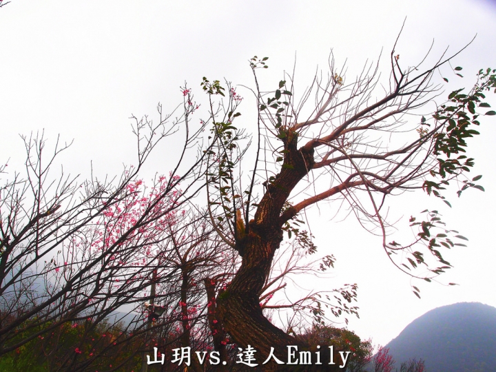 【台北泡湯推薦】暮春三月遊山玥~陽明山上最超值的景觀湯屋,適合情侶夫妻共享浪漫!