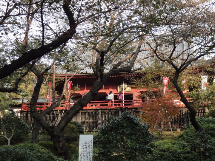 <日本>2009日本賞楓~自由之丘、花園稻荷神社、上野公園、兩國