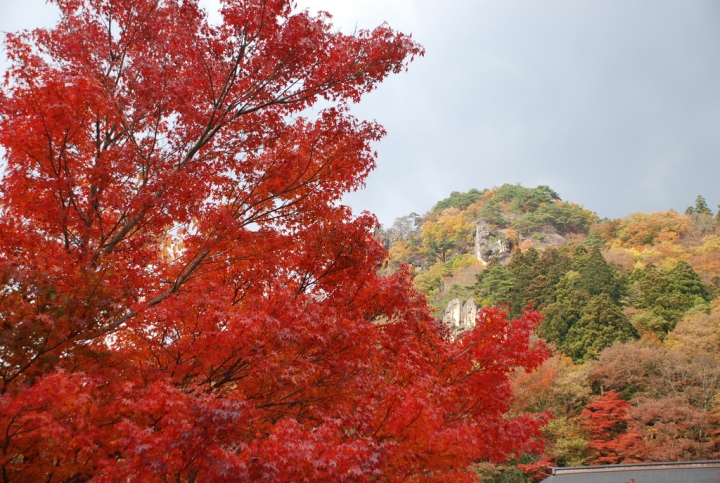 ＜日本＞2009日本賞楓～上野、山寺