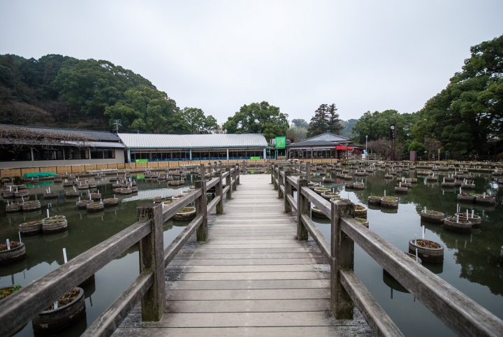 [日本北九州自助行]-福岡-太宰府天滿宮賞冬梅