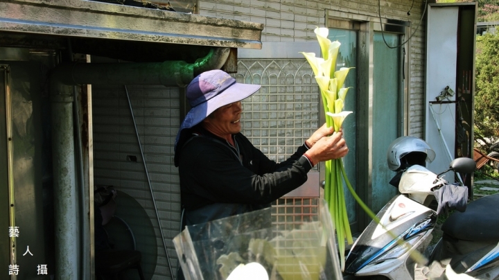 竹子湖馬蹄蓮.海芋季2017@台北陽明山.藝人詩攝