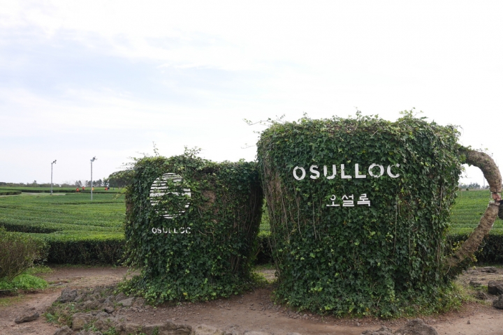 [濟州島] 『哦！雪綠茶博物館O'sulloc』好好拍、好好買,李敏鎬、潤娥拍攝innisfree廣告地點